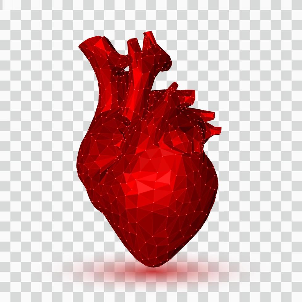 corazón. 3d corazón humano poligonal bajo. órgano de anatomía abstracta. concepto de medicina. vector