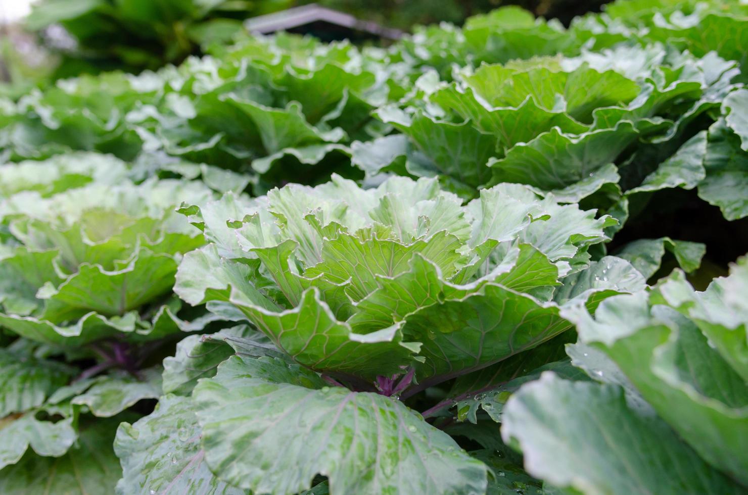 Field of green cabbage photo