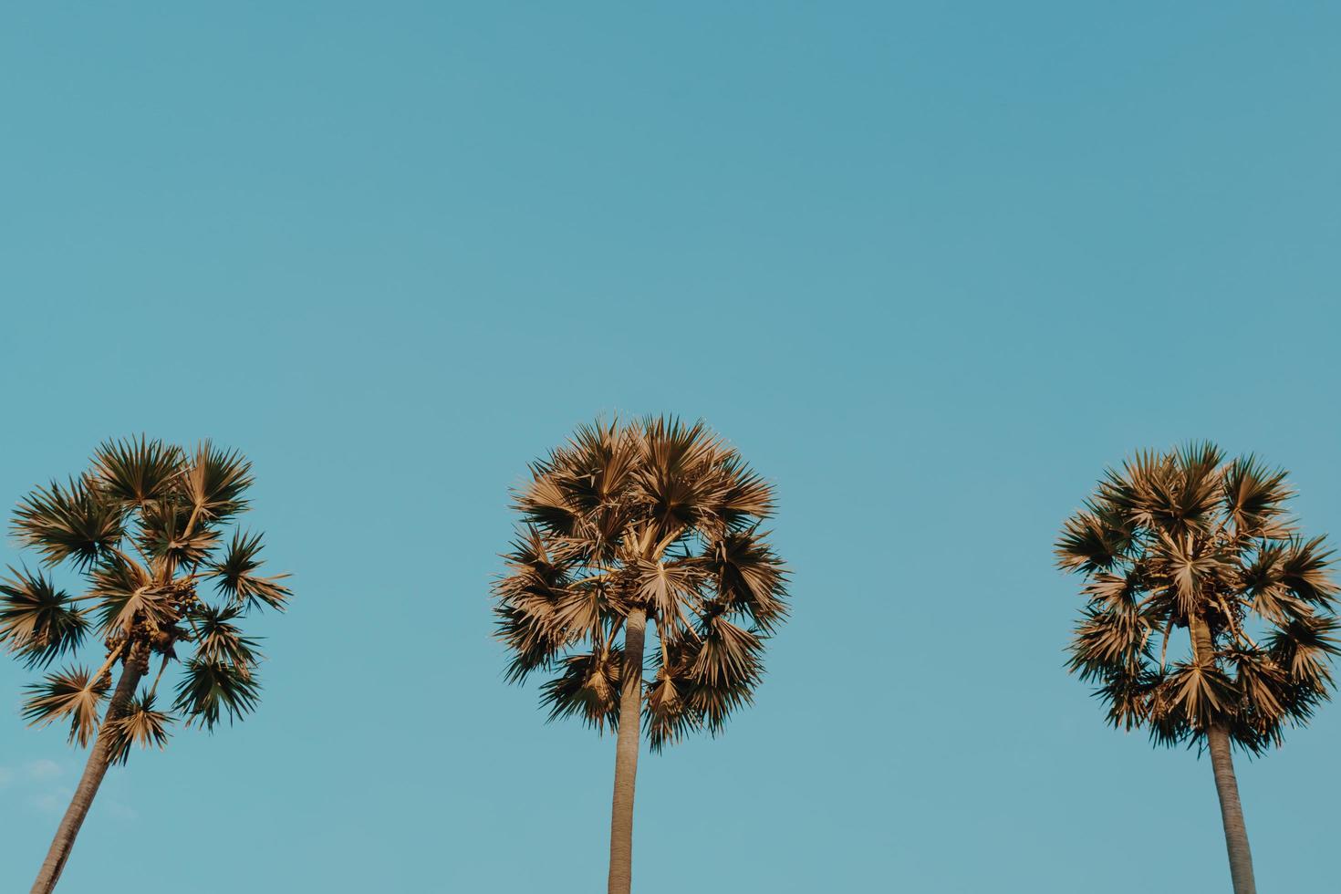 Tropical palm coconut trees on sunset sky flare and bokeh nature photo