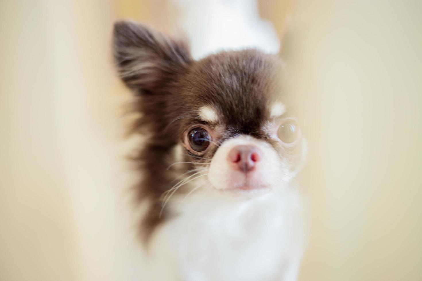 Dog in cage of wood photo