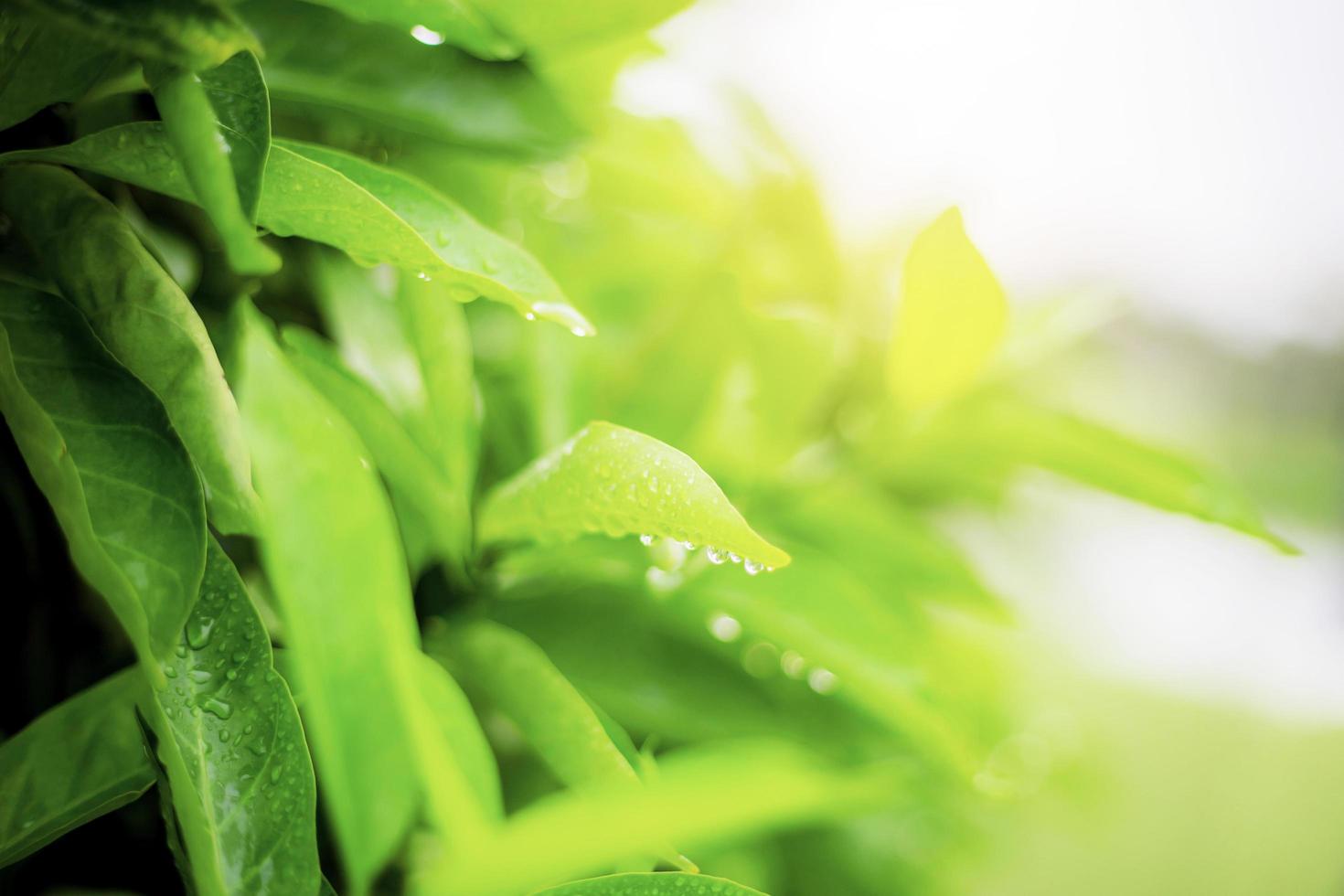 Green leaves in rainy season photo