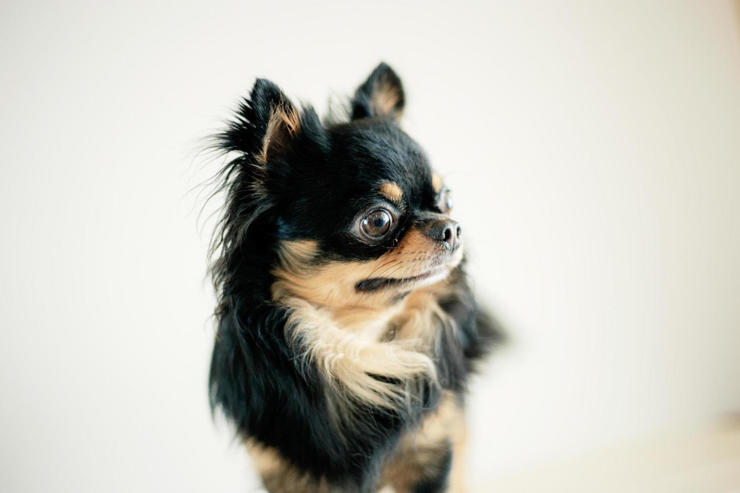 perro de pie con un fondo blanco foto