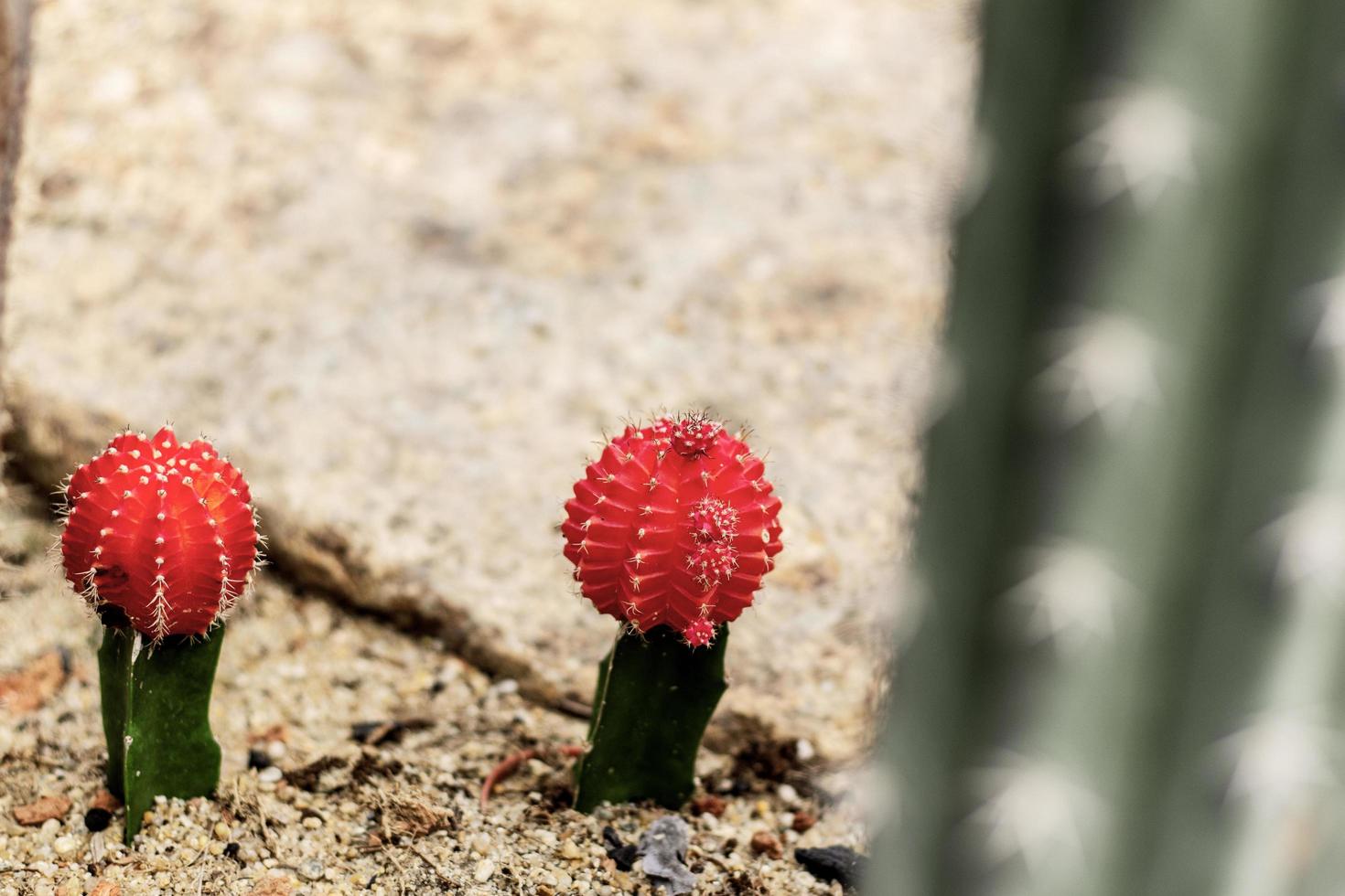 Cactus on ground in park photo