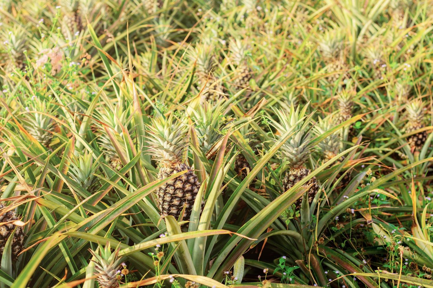 piña en árbol con luz solar foto