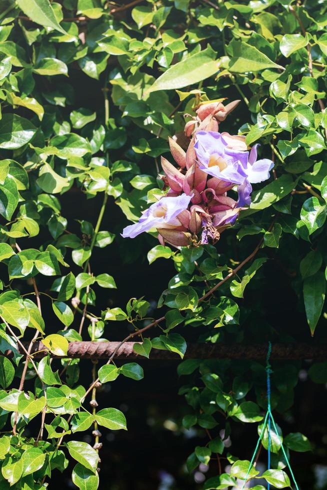 flor morada en el parque foto