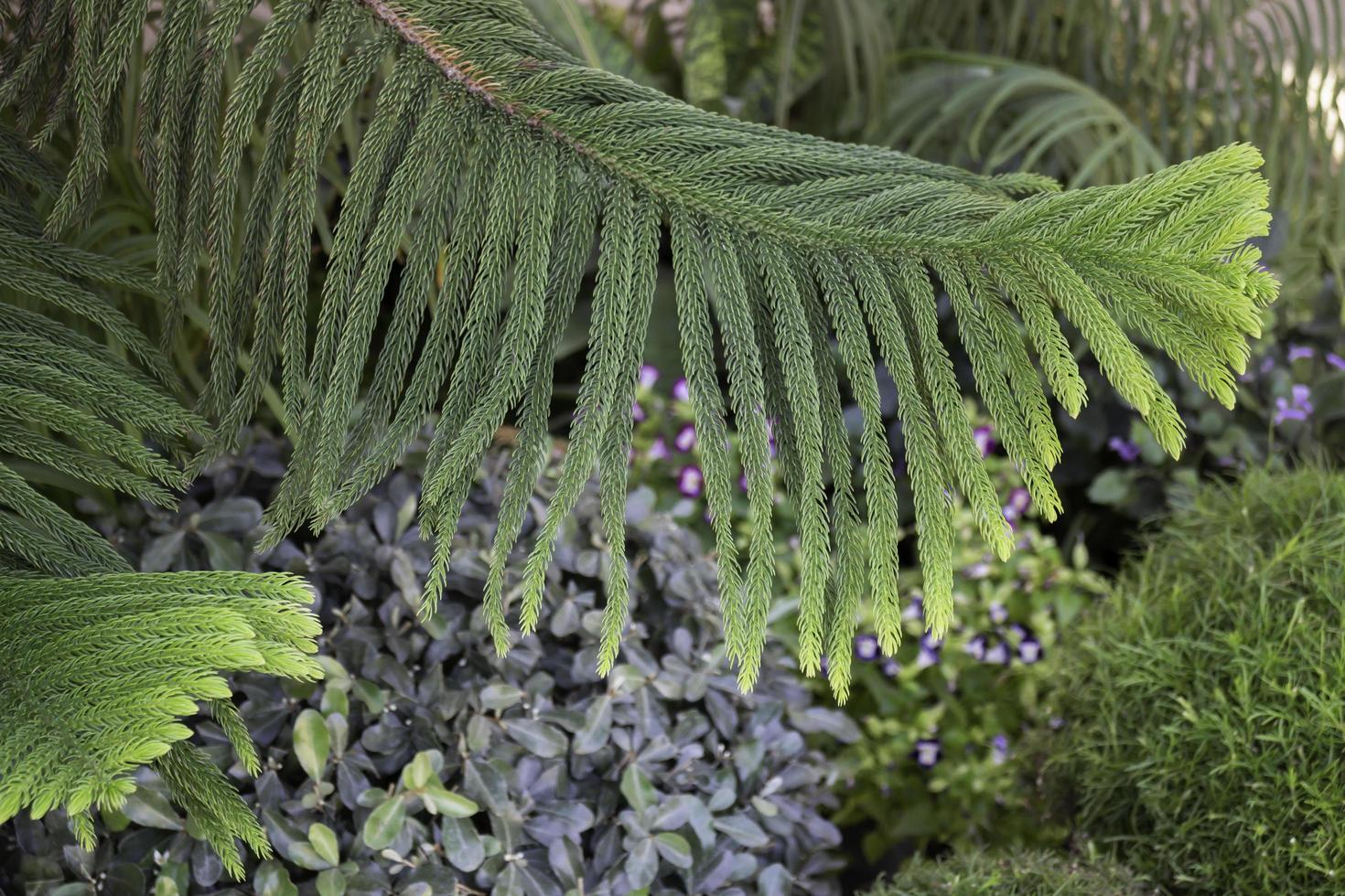 fondo de árbol de hoja perenne foto