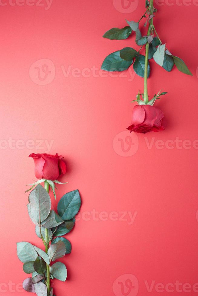 Roses on a red background, concept for Valentine's Day photo