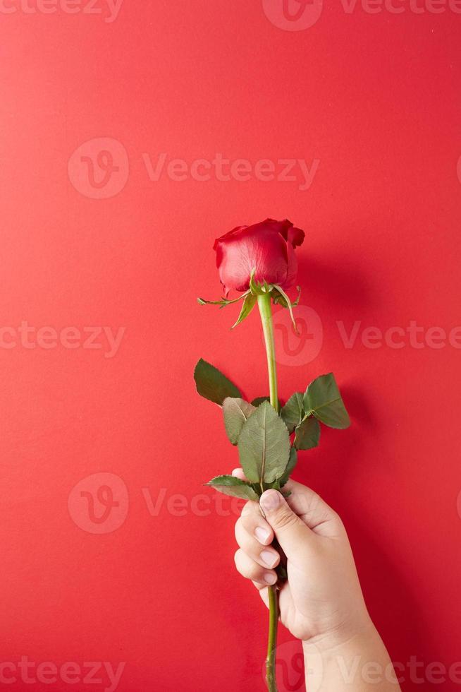 A hand holding a rose on a red background, concept for Valentine's Day photo