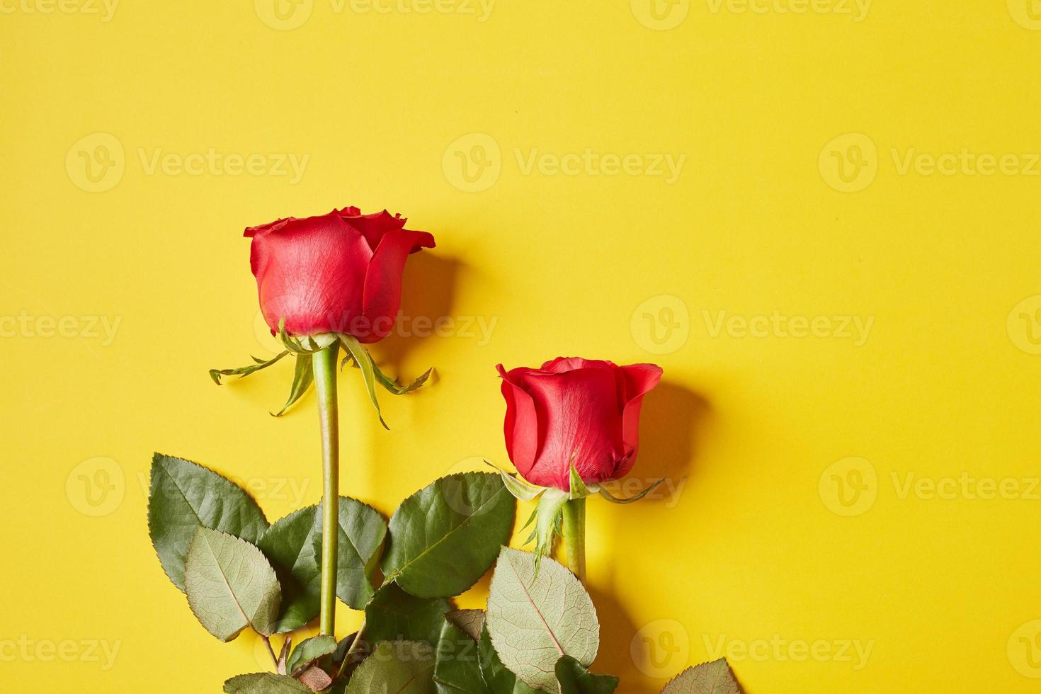 rosas rojas para el dia de san valentin foto