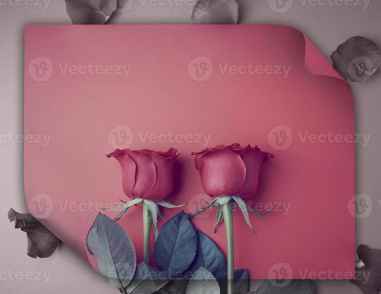 rosas para el dia de san valentin foto