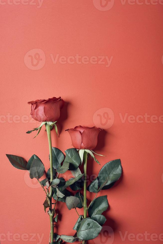 Roses on a red background photo