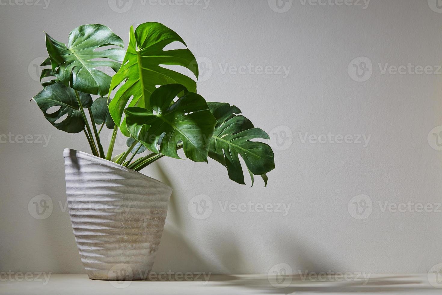 Planta de monstera en una maceta de cemento sobre una pared de luz foto