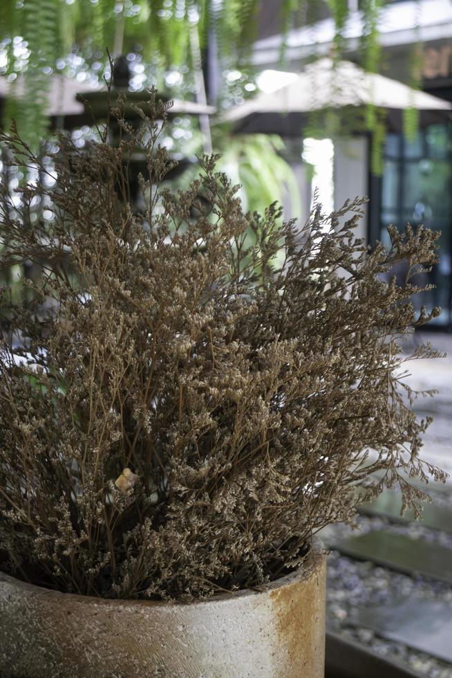 pequeña planta de jardín marrón foto