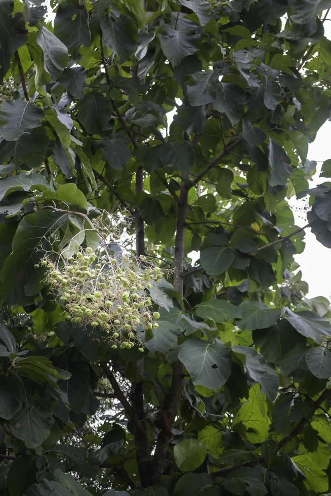 Green tree in summer field photo