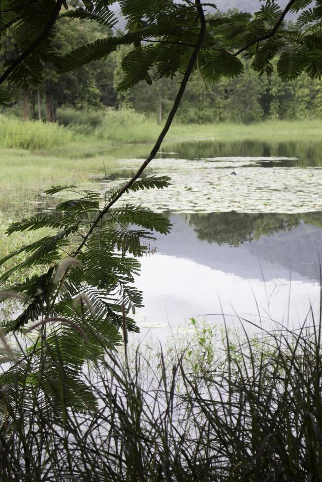 Relaxing view of reeds on the lake photo