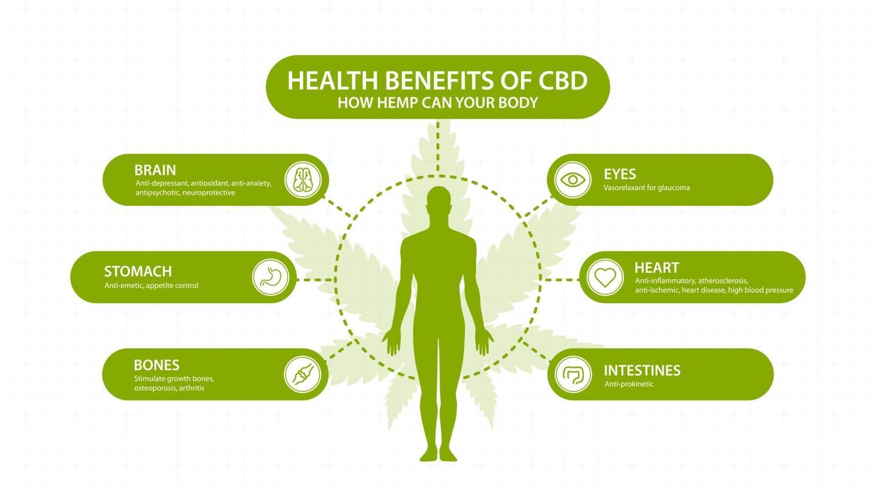 Hemp CBD benefits for your body, white poster with inphographic and silhouette of human body. Health benefits of Cannabidiol CBD from cannabis, hemp, marijuana, effect on body vector