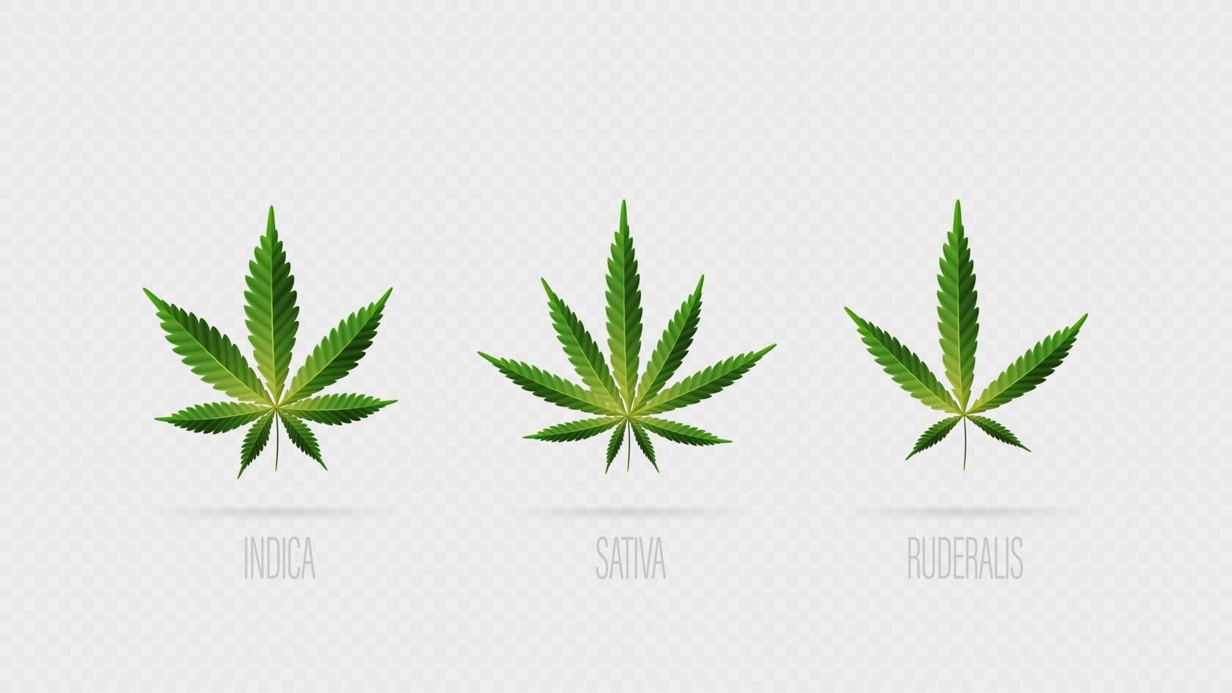 vector realista hojas verdes de cannabis. Conjunto de hojas de cannabis, sativa, indica y ruderalis aislado sobre un fondo blanco.