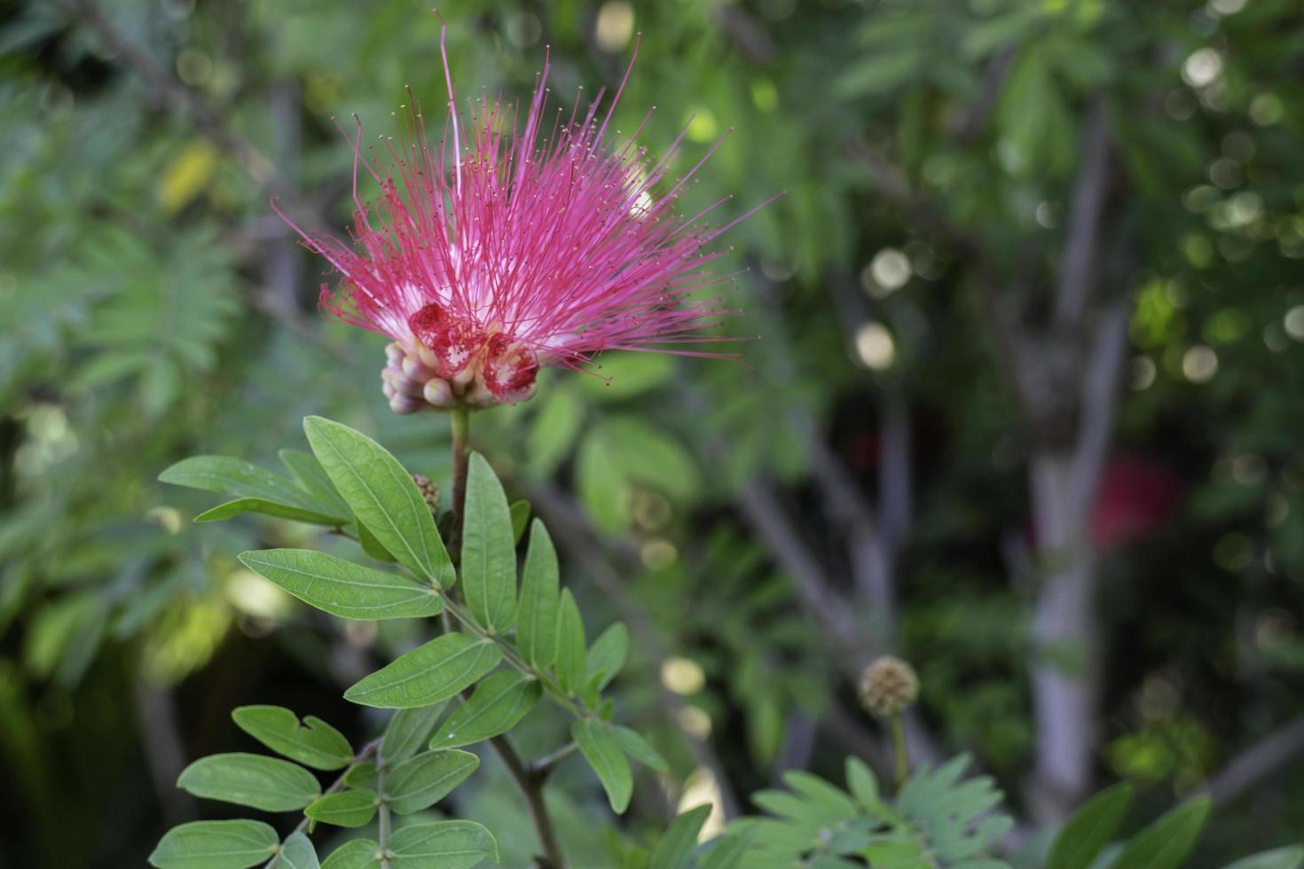 Pink flowers in the garden photo