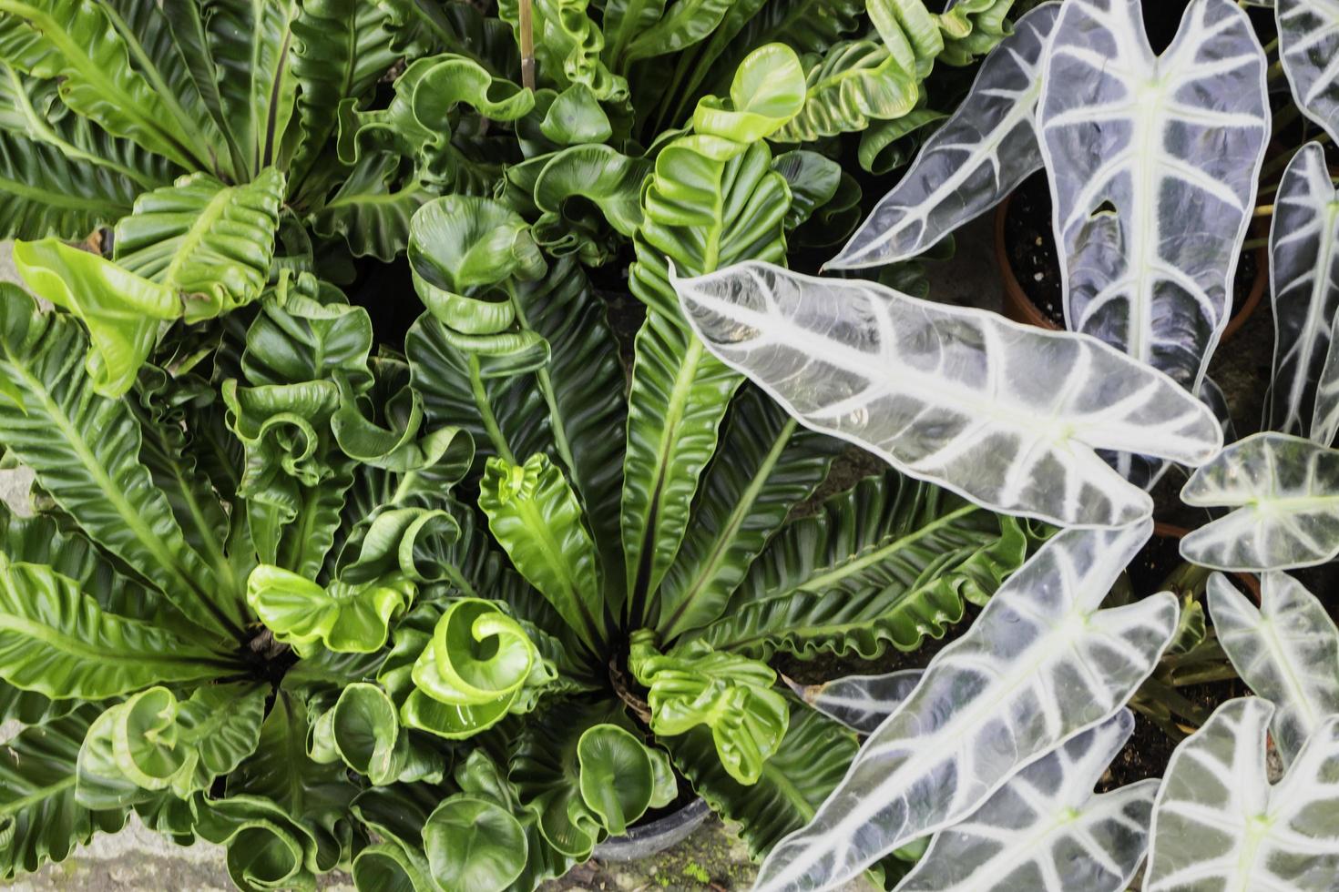 Green fern plants photo