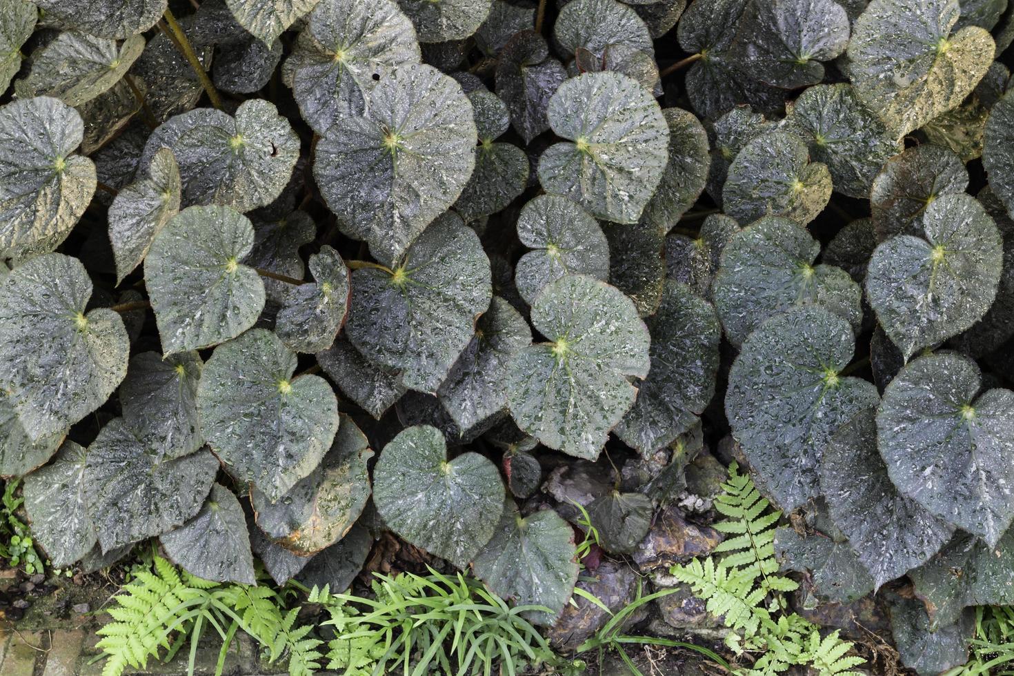 Green plant leaves photo