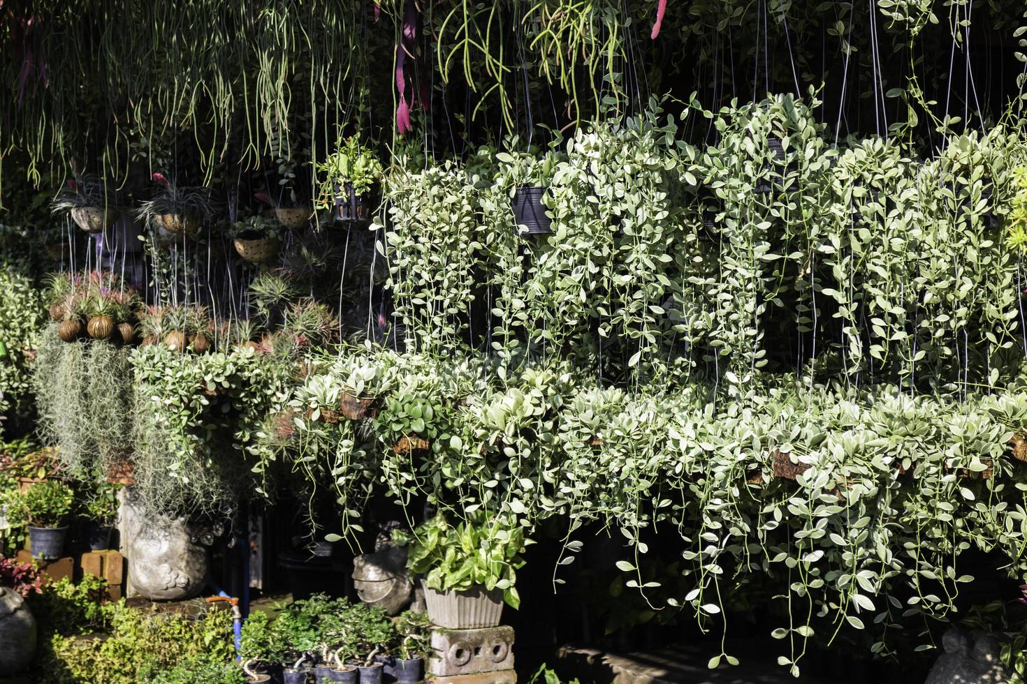Plant nursery hanging baskets photo