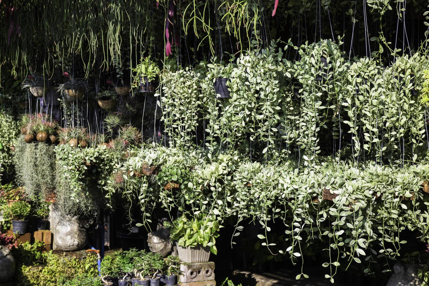 cestas colgantes de vivero de plantas foto