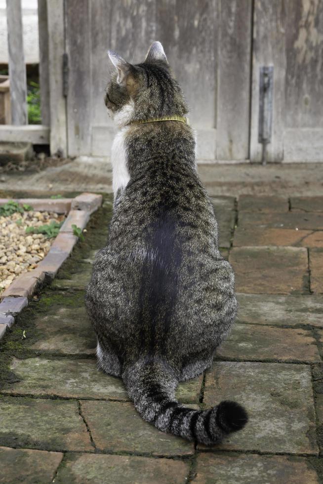 Cat sitting in a garden photo