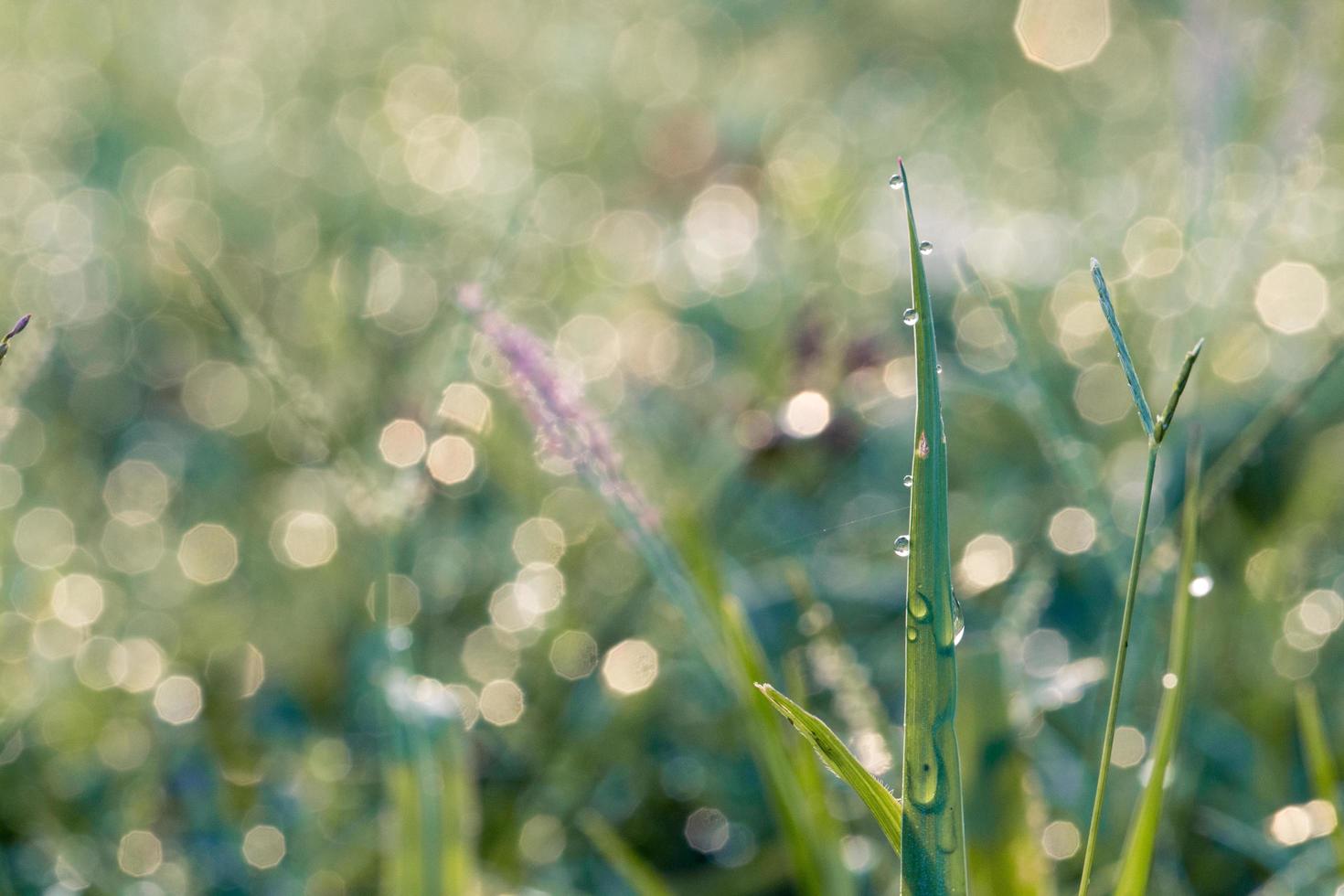 Macro close up of blades of grass photo