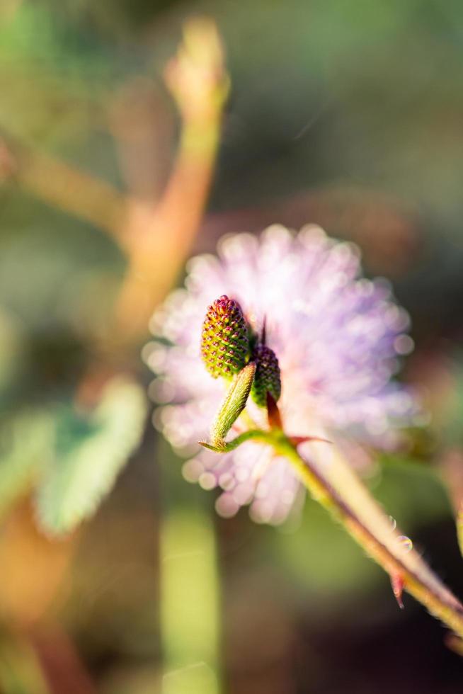 Selective focus photo of a pine cone