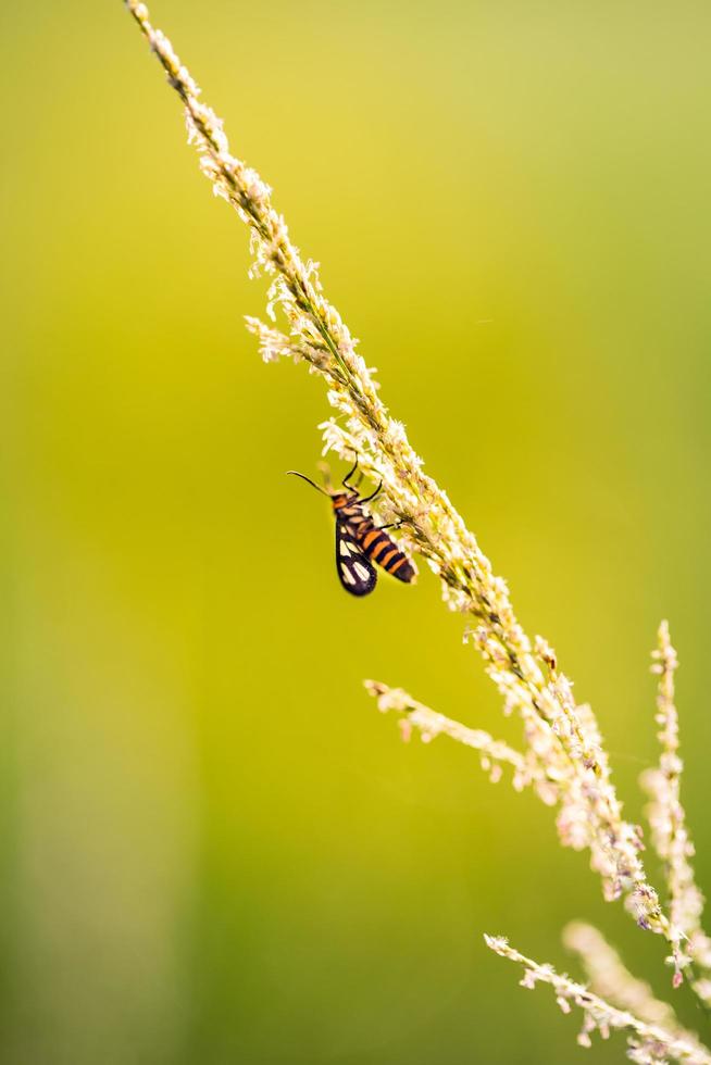 Macro close up of an insect on a flower photo