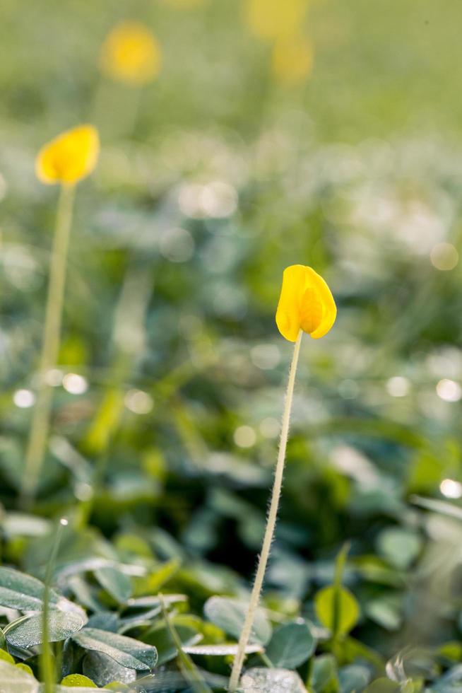 El enfoque selectivo de una flor de pétalos amarillos foto