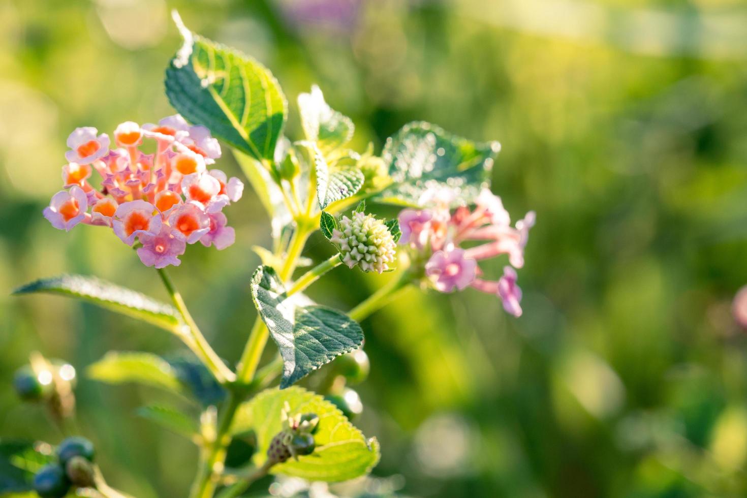 Cerca de flores de lantana en la mañana foto