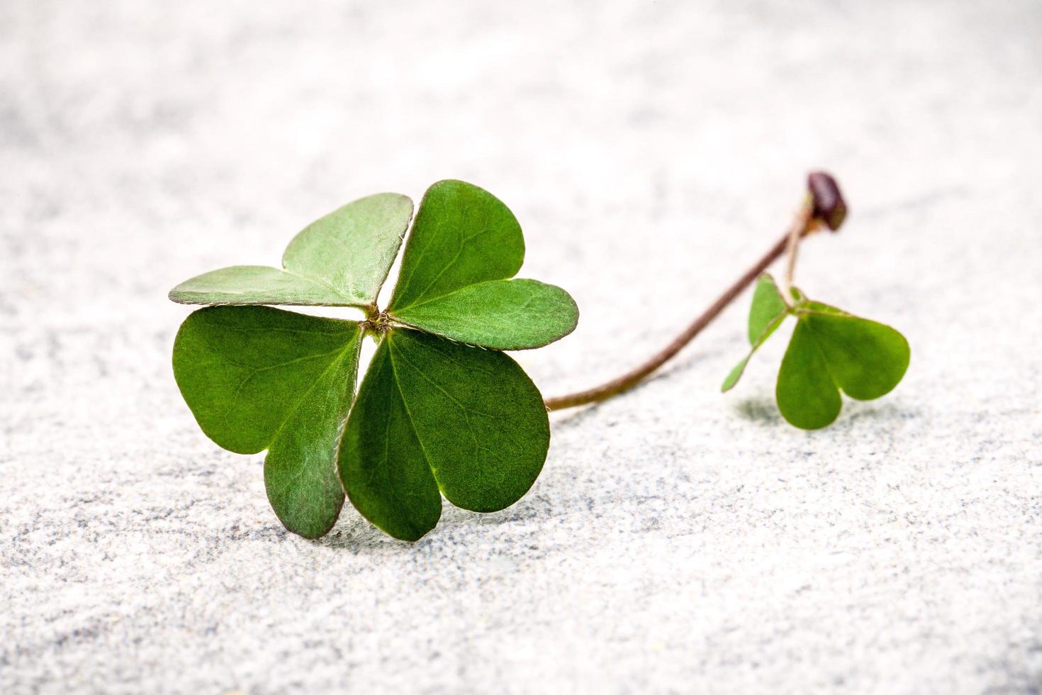 Clover on concrete surface photo