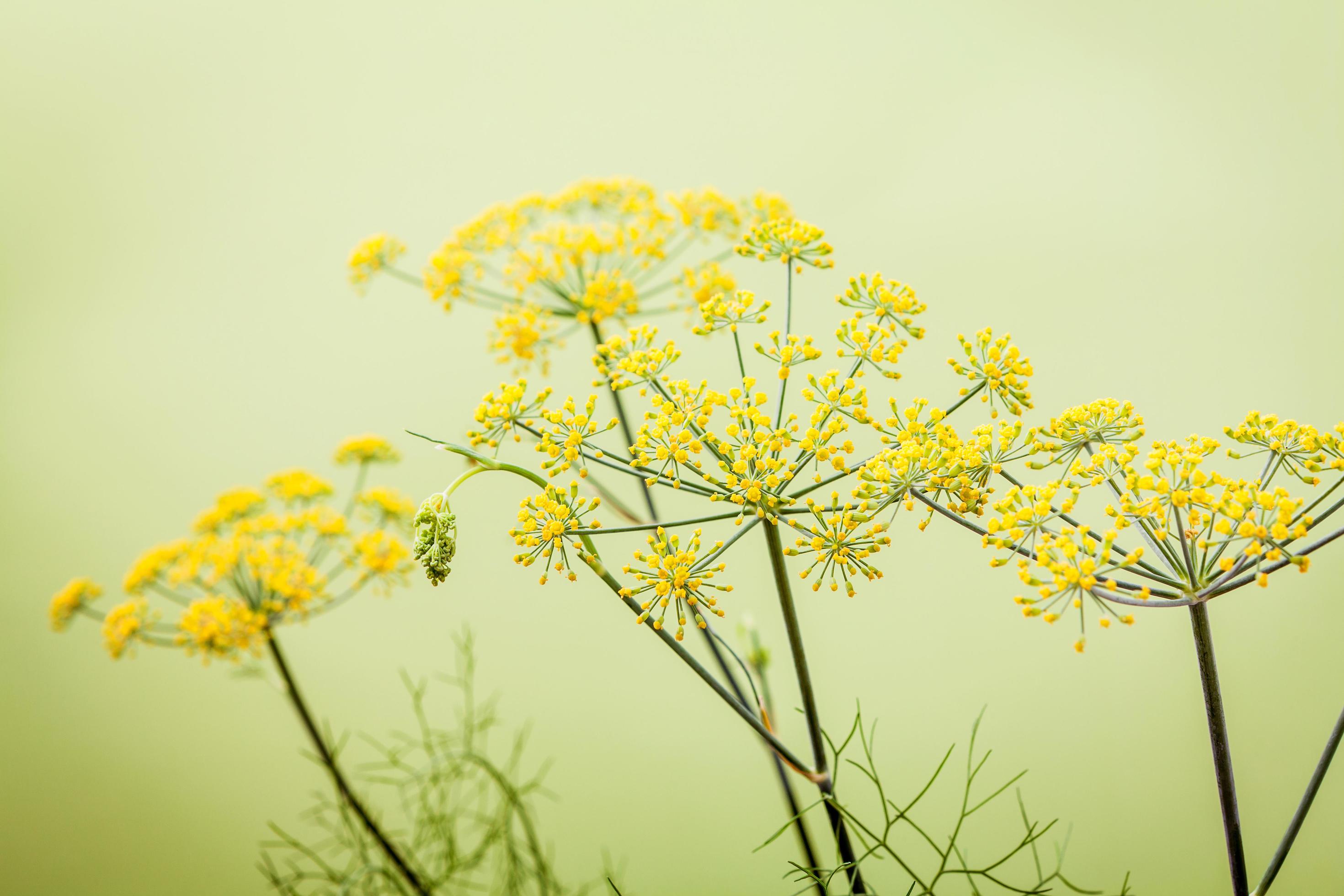 Close-up of fennel flowers 2104298 Stock Photo at Vecteezy