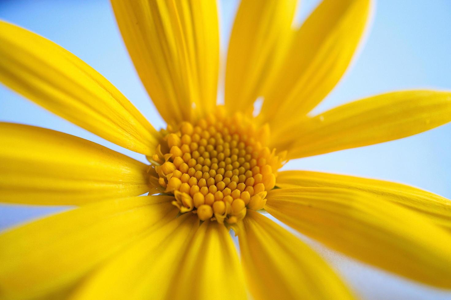 una hermosa flor amarilla en la temporada de primavera foto