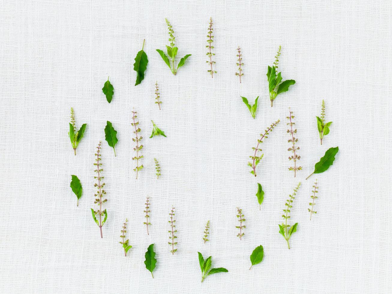 círculo de hojas y flores de albahaca sagrada foto