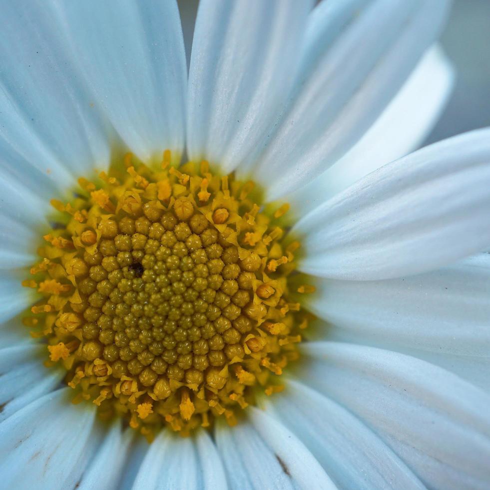 hermosa flor de margarita blanca en la temporada de primavera foto