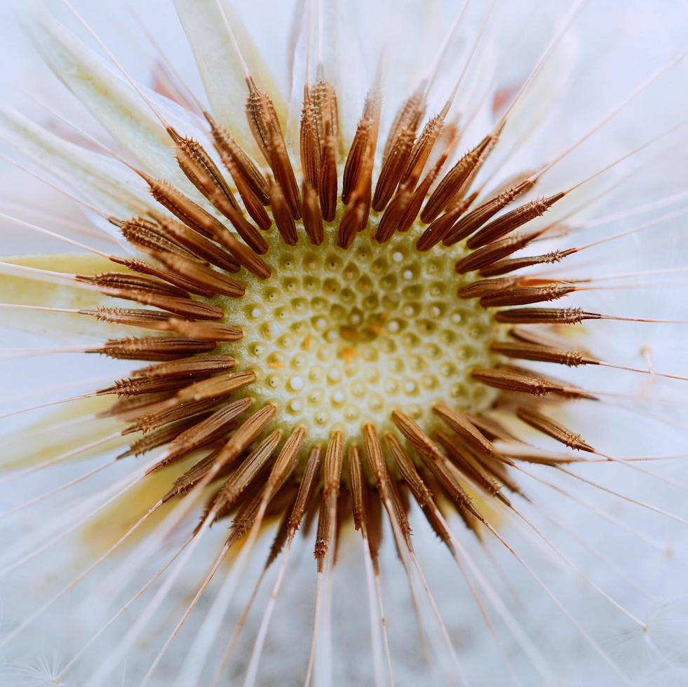 hermosa semilla de flor de diente de león en la temporada de primavera foto