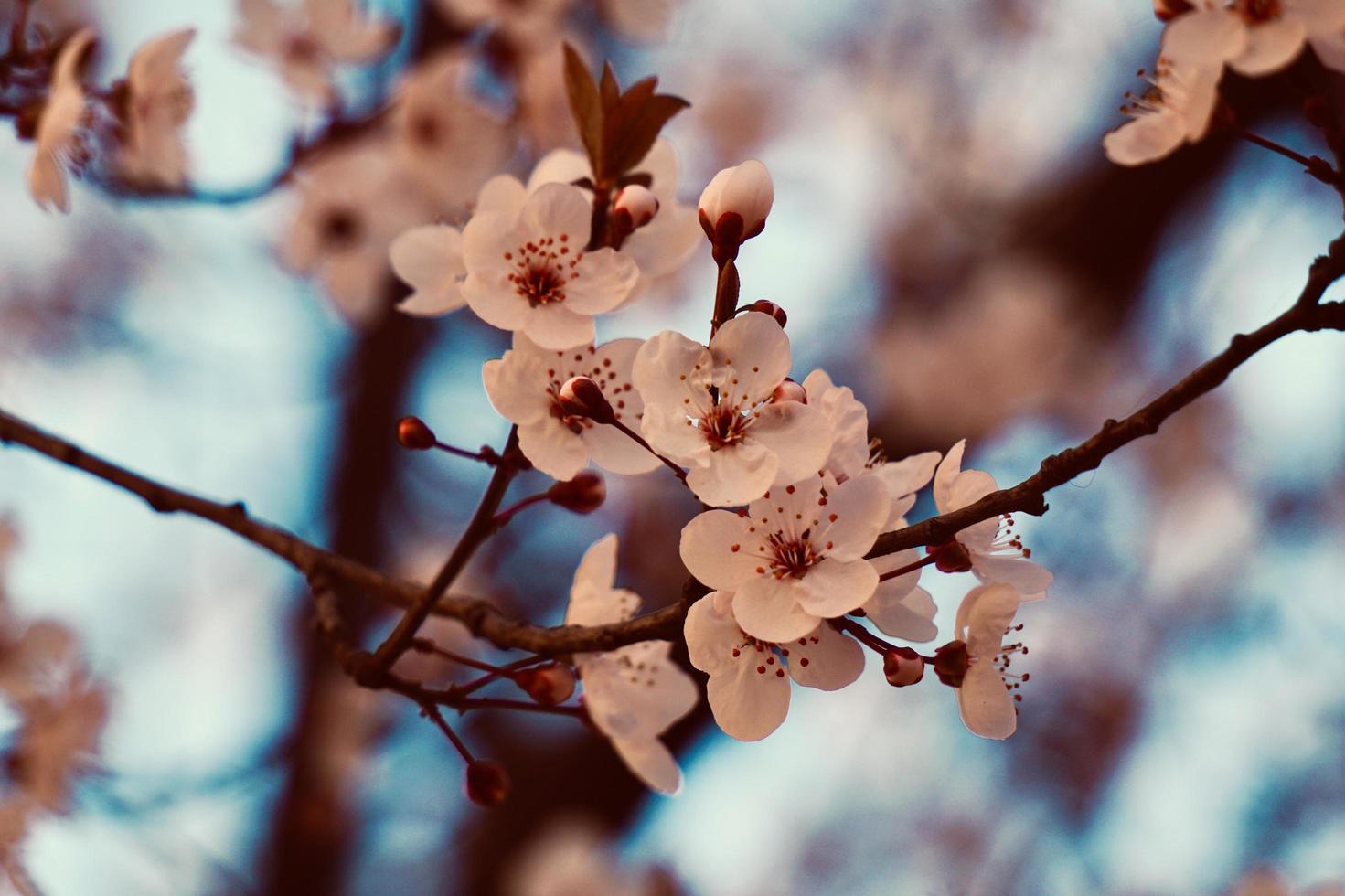 Cherry blossom sakura flower in the spring season photo