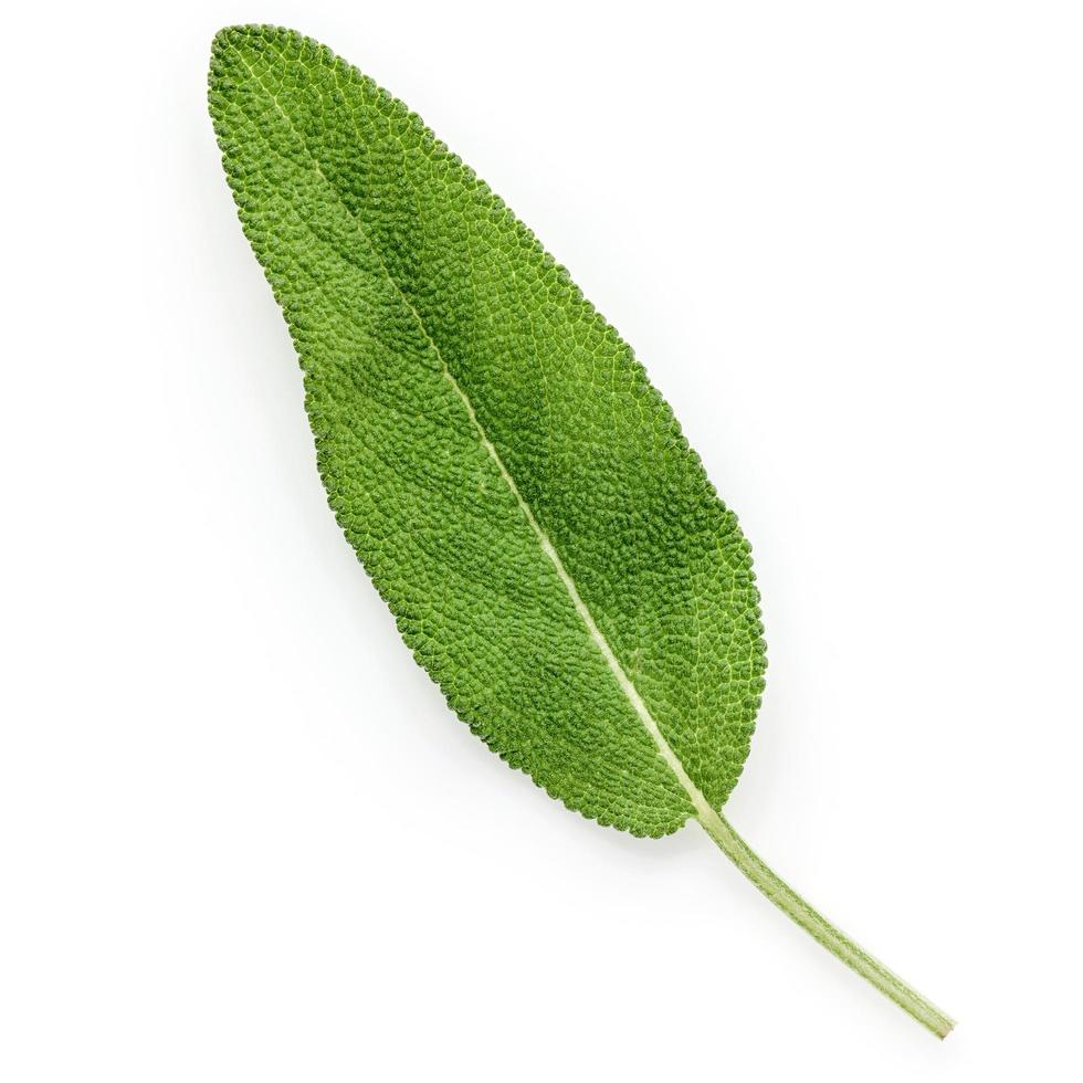 Sage leaf isolated on white background photo