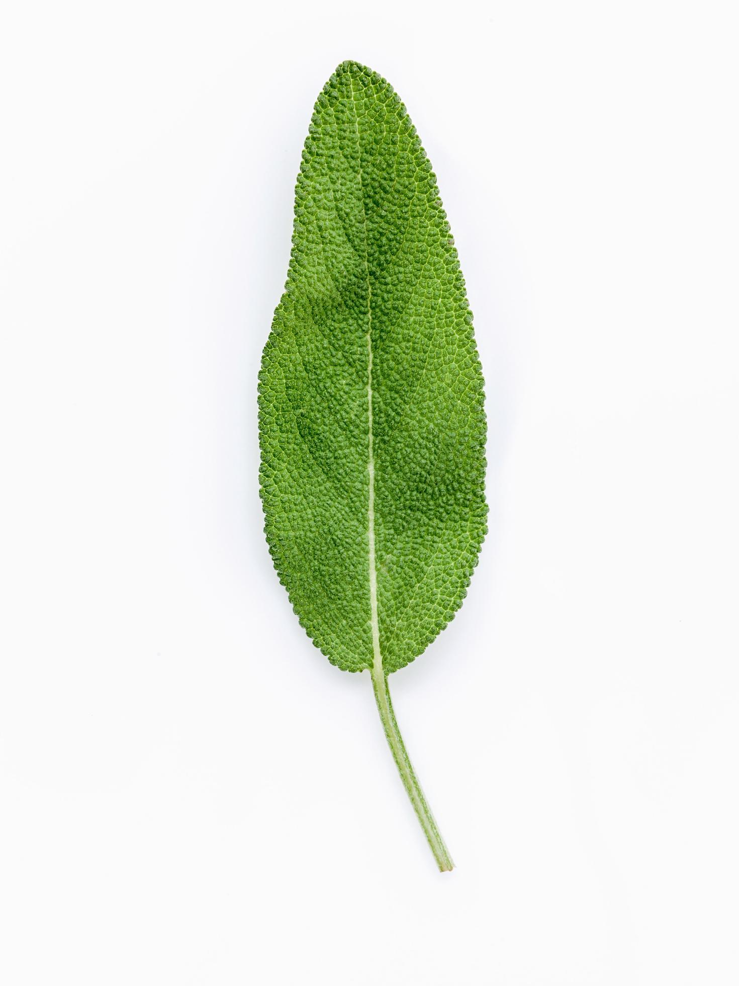 Isolated sage leaf 2105289 Stock Photo at Vecteezy