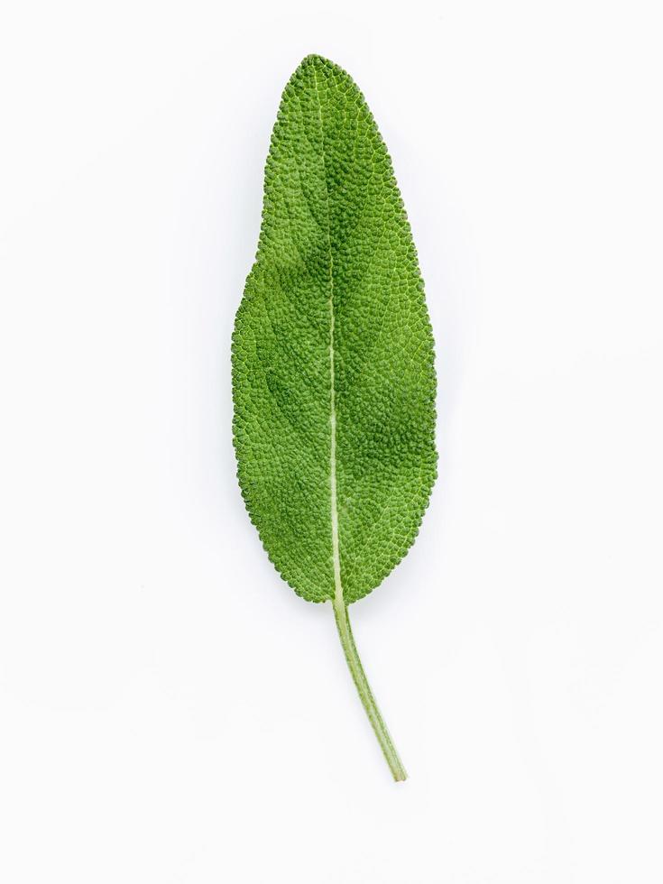 Isolated sage leaf photo