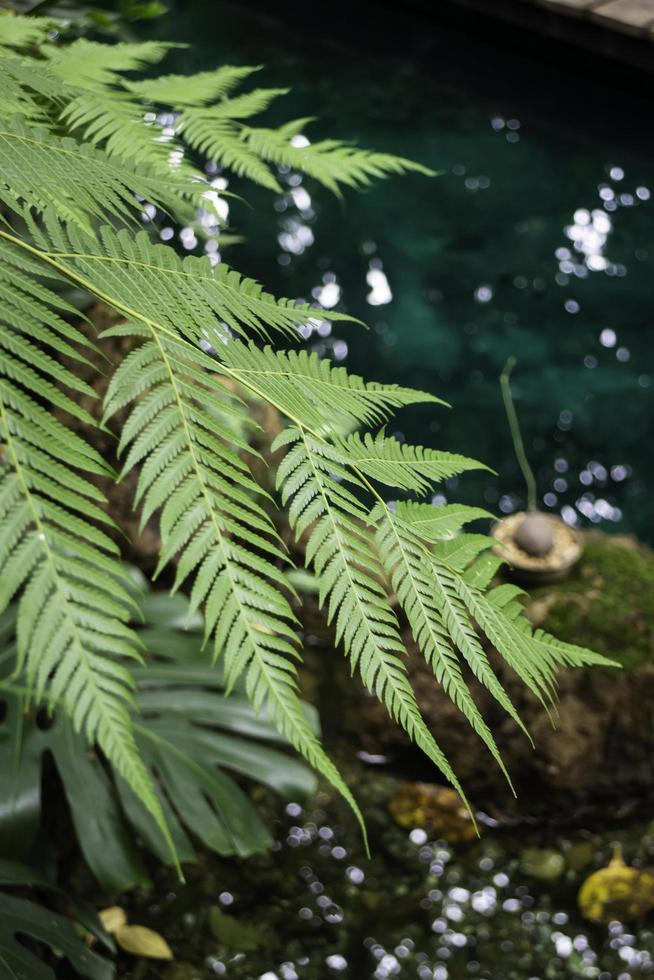 Green fern in a garden photo