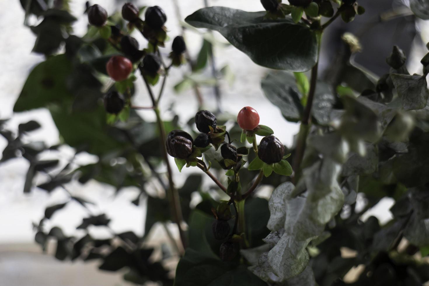 Berries on a tree photo