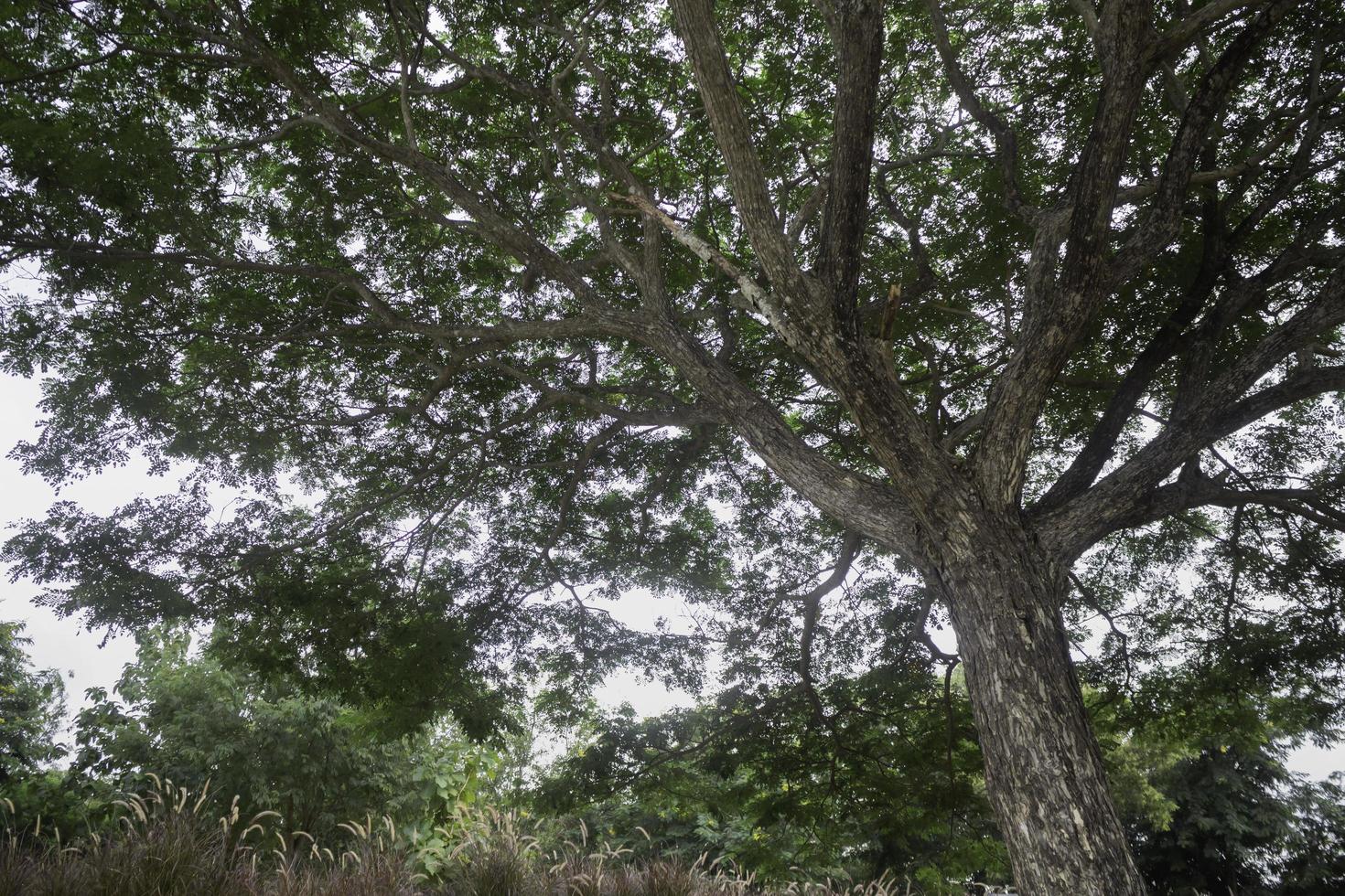 árbol verde en un campo de verano foto