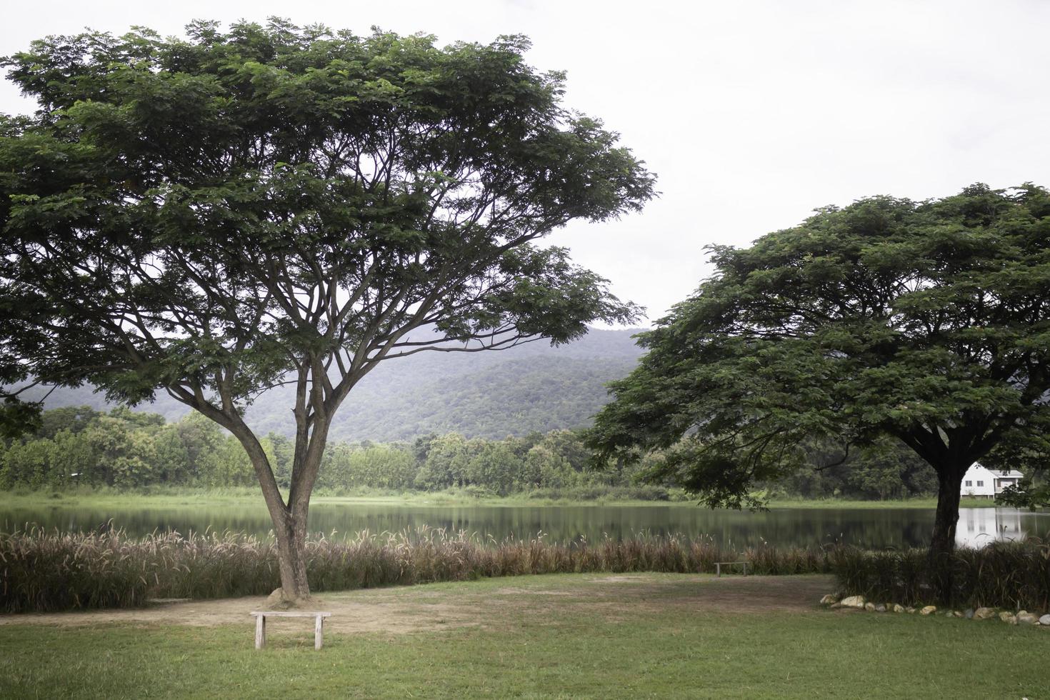 Green tree in summer photo
