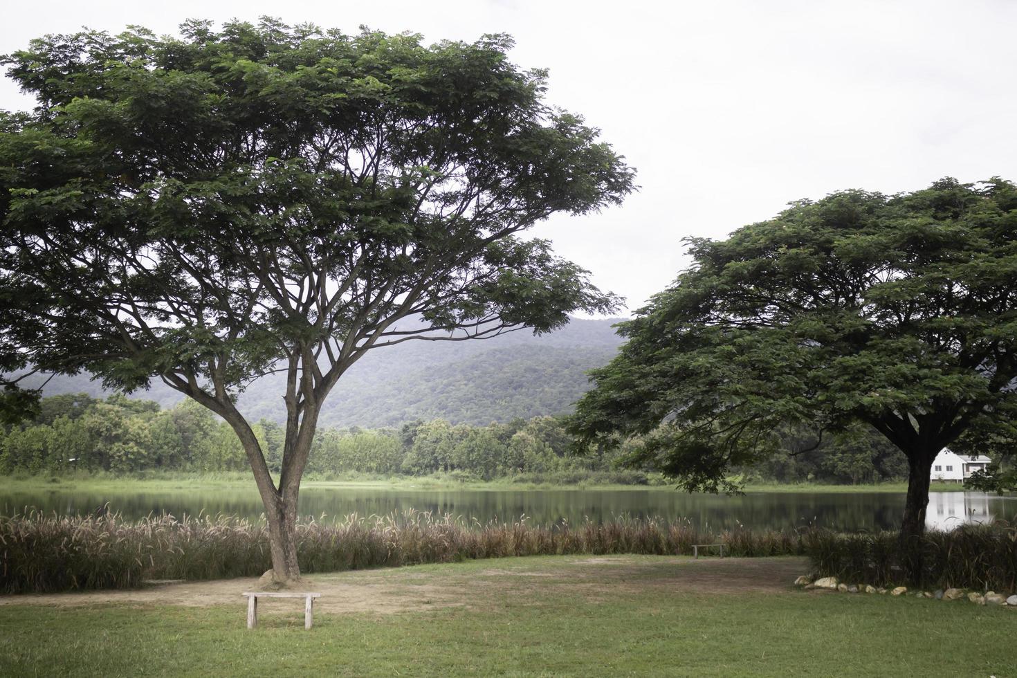 árbol verde en verano foto