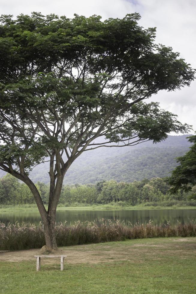 Green tree in a summer photo