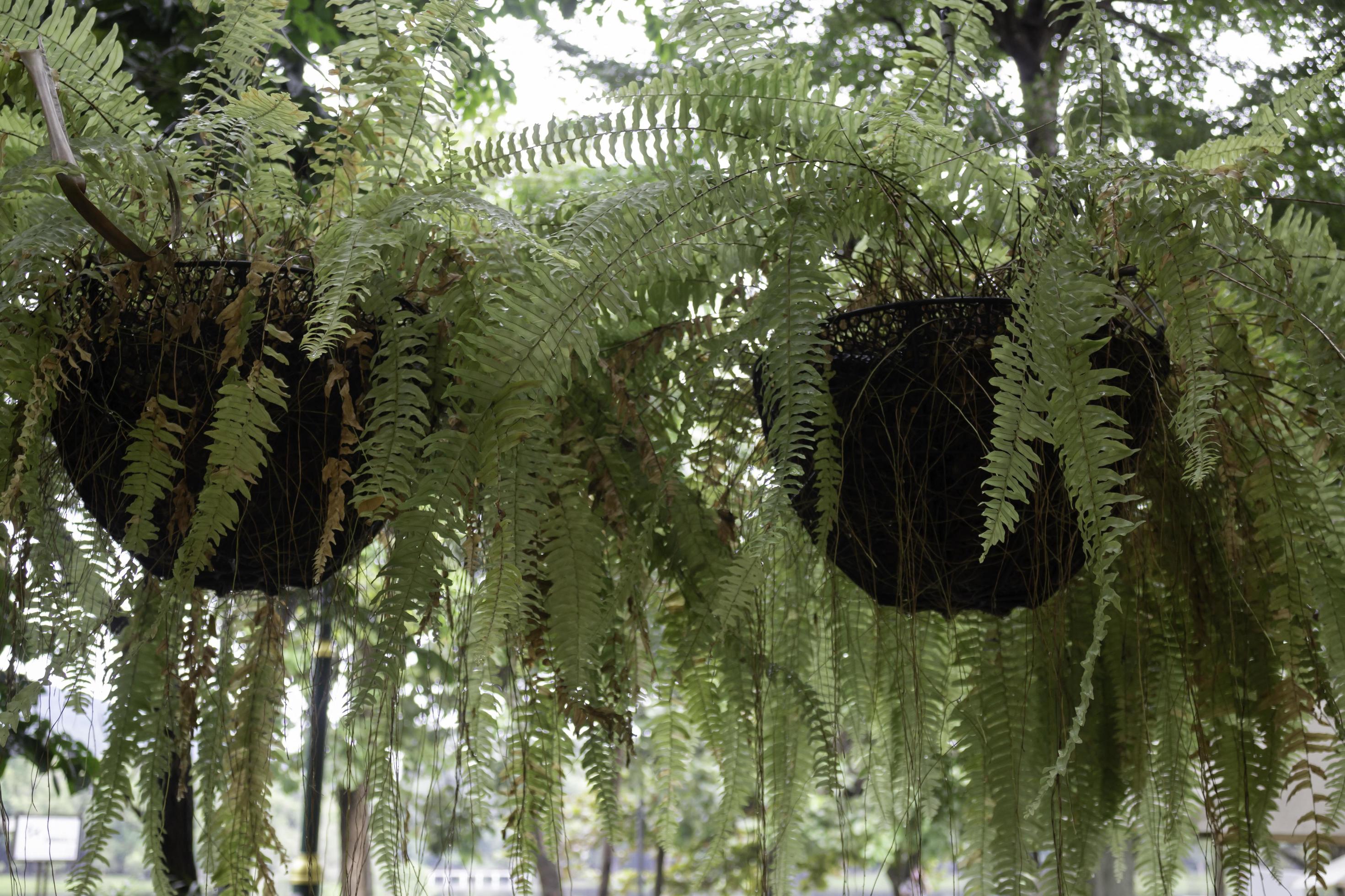 Two ferns in hanging baskets 2105518 Stock Photo at Vecteezy