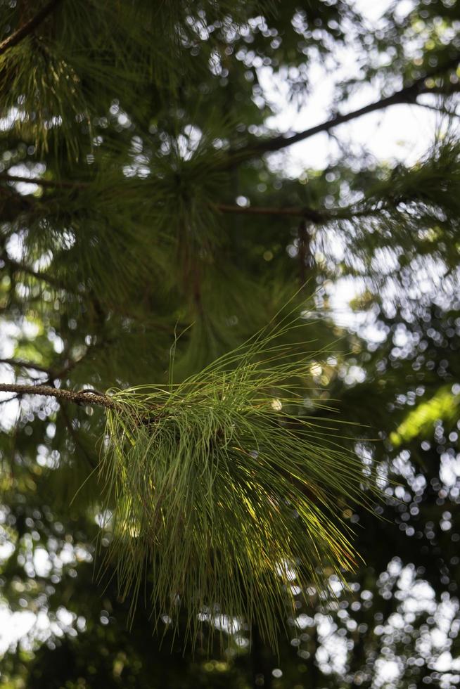 Pine tree branch photo